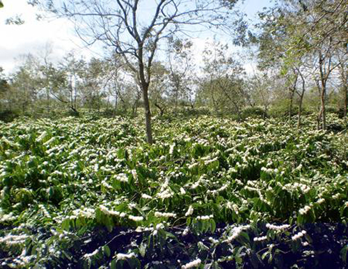 Làm giàu trên vùng đất khó
